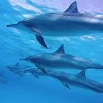Hurghada Tours